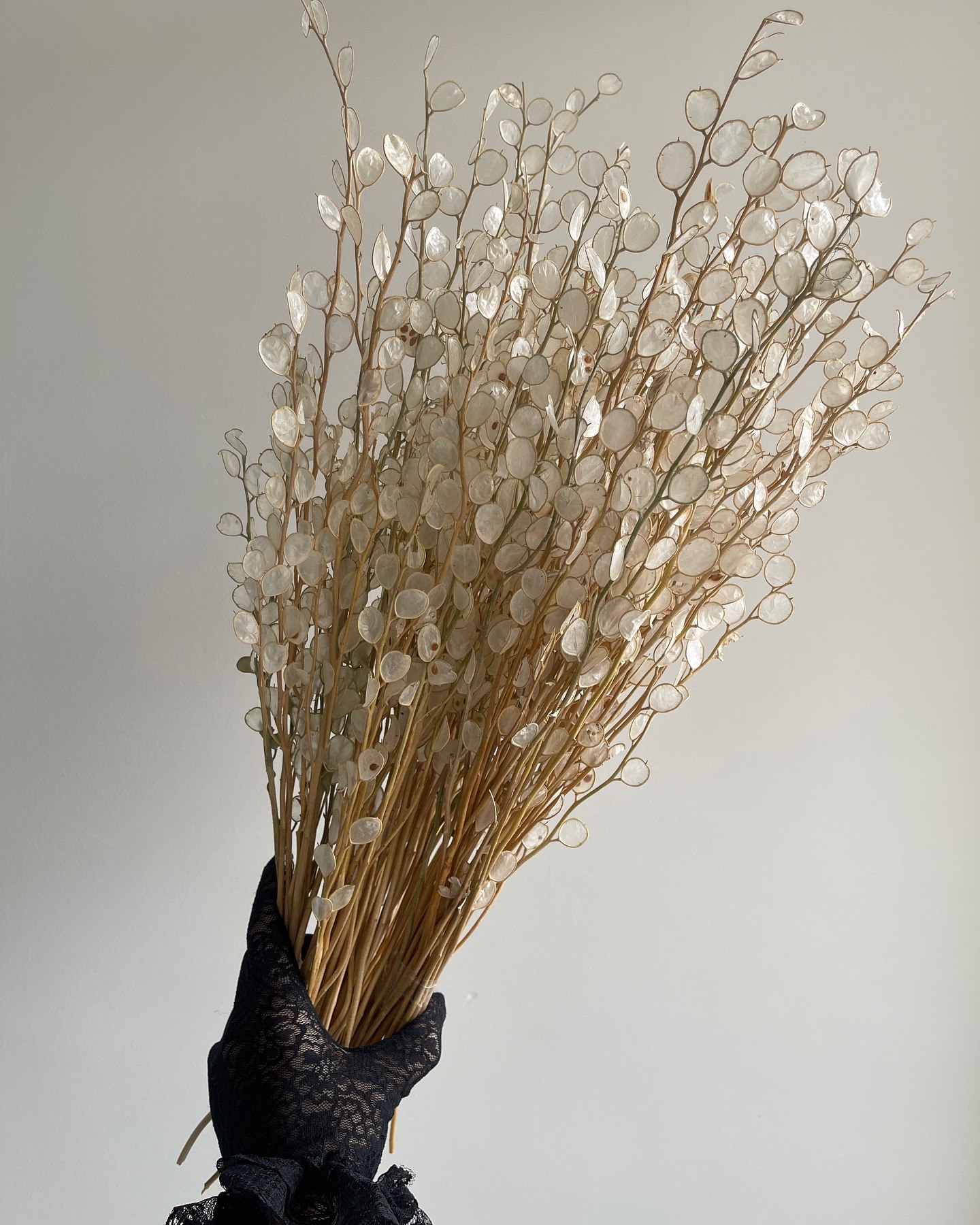 گل خشک مدل سکه ای(لوناریا)