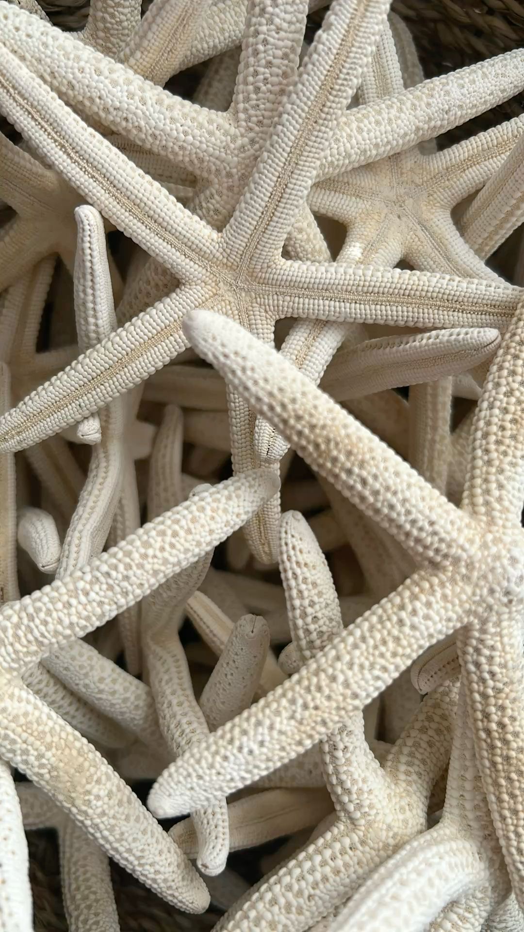 ستاره دریایی لوله ای طبیعی