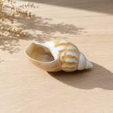 صدف دوکی طبیعی