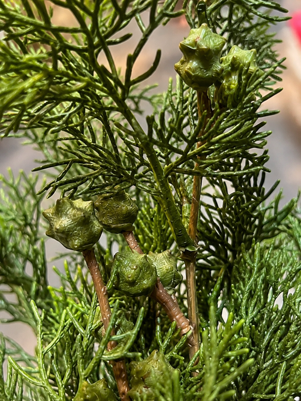دسته کاج سوزنی